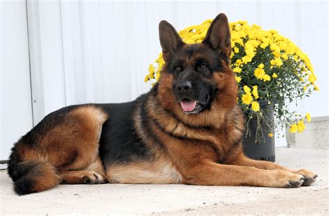 While looking for a new puppy, and surfing the web we have great connections with breeders in usa, we stay in touch and monitor the market. German Shepherd Breeder in Iowa