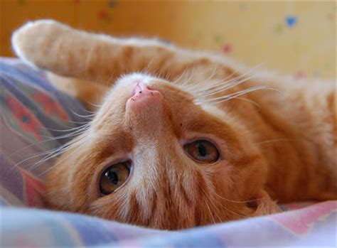 Gambar kucing comel dan manja (anak kucing lucu dan paling cute sangat). Gambar Anjing Paling Comel - Republika RSS