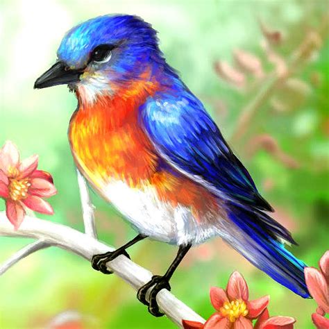 Cute Birds Drawing Realistic Img Abcde