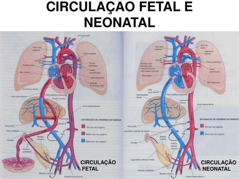 Circulação Fetal E Neonatal