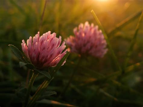 Nature Plants Macro Flowers Green Sunset Wallpapers