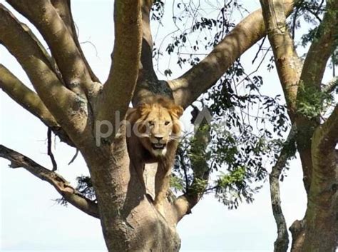 ウガンダのクイーンエリザベス国立公園でのドライブサファリで見た木登りライオン no 4977794｜写真素材なら「写真ac」無料（フリー）ダウンロードok