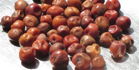 25 Fun And Interesting Facts About Jujube Tons Of Facts