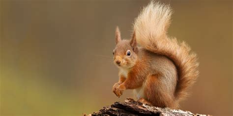 Red Squirrel Identification Diet Habitats And Other Facts Ark