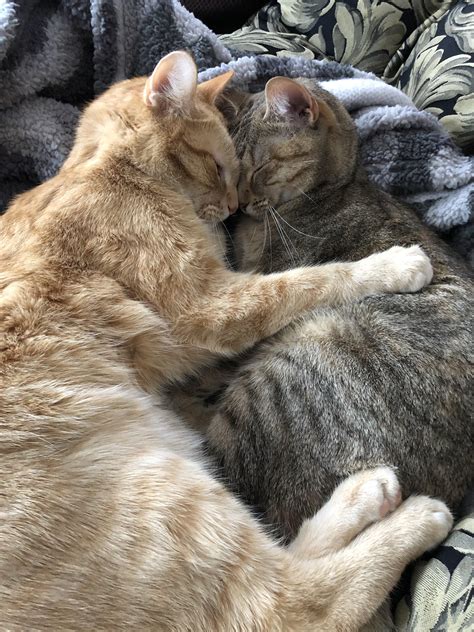 I Adopted A Bonded Pair A Few Weeks Ago Guess I Didnt Realize Just