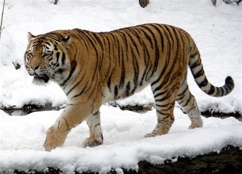 El Tigre Siberiano El Zar De La Estepa Russian Lover Site