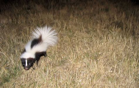 Skunks Digging Can Damage Lawns Colonial Pest Control