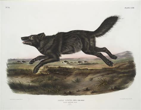 Abes Animals Extinct Subspecies Of The Gray Wolf And Red Wolf