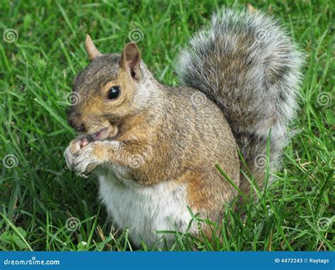 Grey Squirrel Stock Image Image Of Wildlife Squirrel 4472243