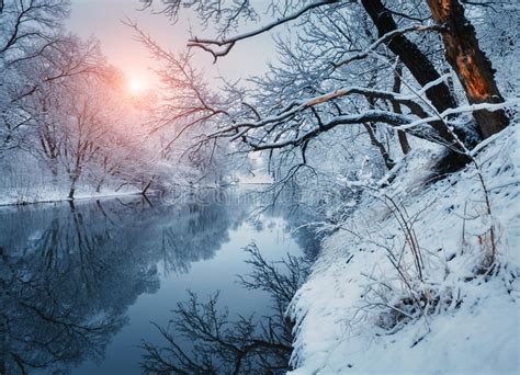 Beautiful Winter In Forest On The River At Sunset Stock Photo Image