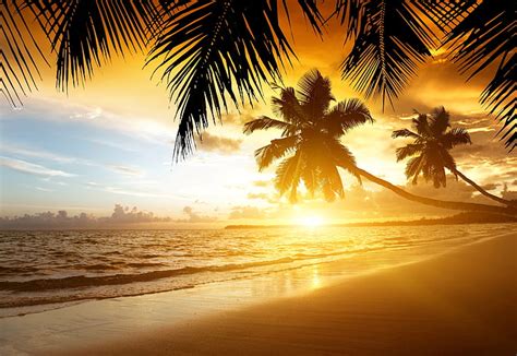 Hd Wallpaper Tropical Paradise Palm Trees Sea Ocean Beach