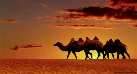 Arabian Desert Oasis Sunset Amazing Wallpapers
