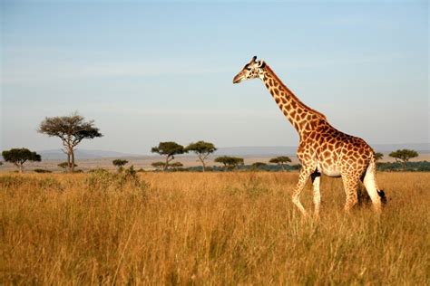 Why Do Giraffes Have Long Necks Wonderopolis