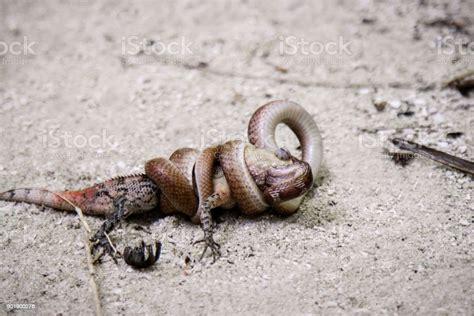 Snake Eats Lizard Stock Photo Download Image Now Istock