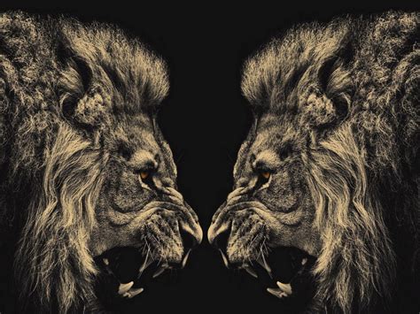 Fierce Lion Animal Wallpaper 392 1280x960 Wallpaper Hd Wallpaper