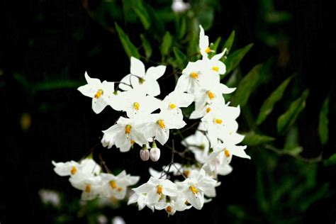 Free Photo White Flowers Beautiful Growing Tree Free Download
