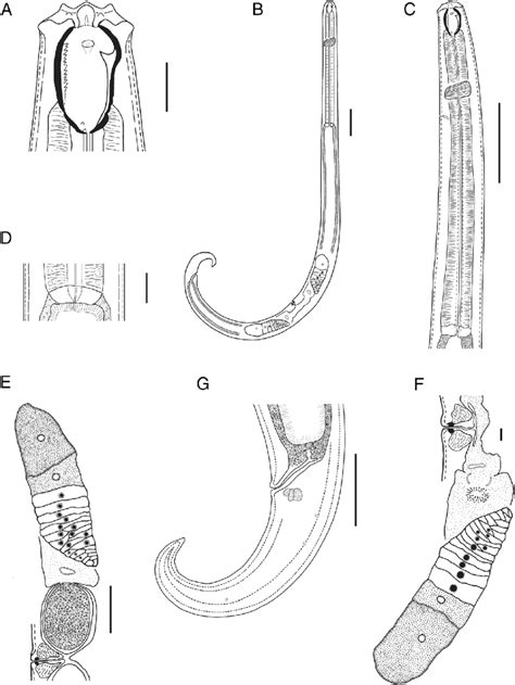 Line Drawings Of Prionchulus Jonkershoekensis N Sp Female A Head