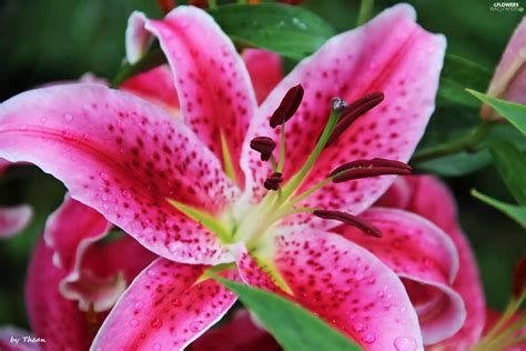 Tiger Lily Colourfull Flowers Pink Flowers Wallpapers 2304x1536