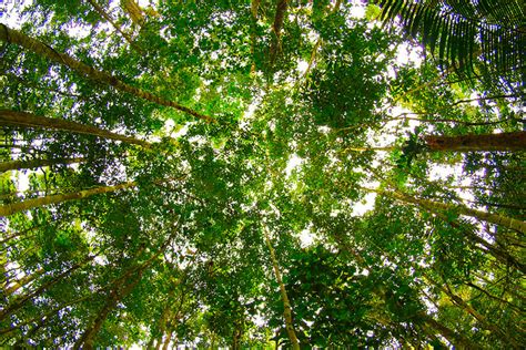 The Forest Canopy Structure Roles And Measurement Cid Bio Science