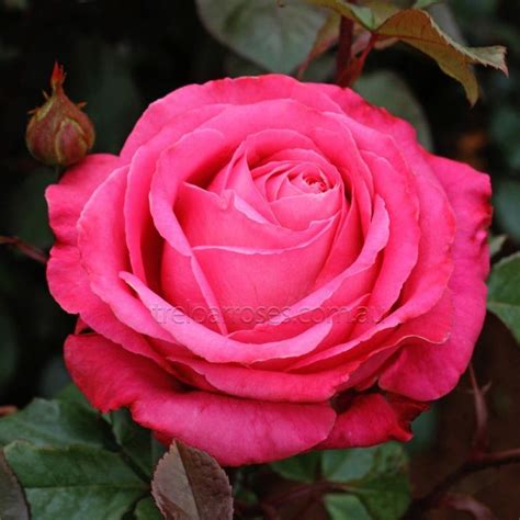 Pin On Pink Rose