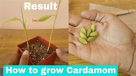 How To Grow Cardamom From Seeds How To Grow Cardamom Plant From Seeds