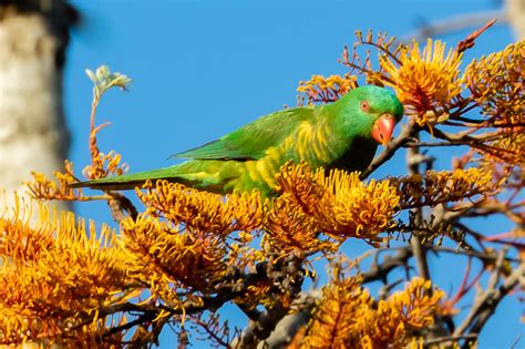 Australian Parrots Australias Wonderful Birds