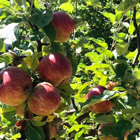 The Best Apple Varieties For The Northern Plains