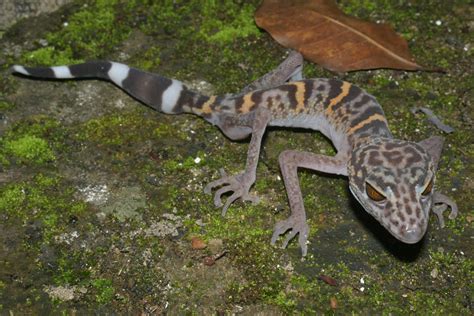 New Species Discovered In The Greater Mekong At Risk Of Extinction Due