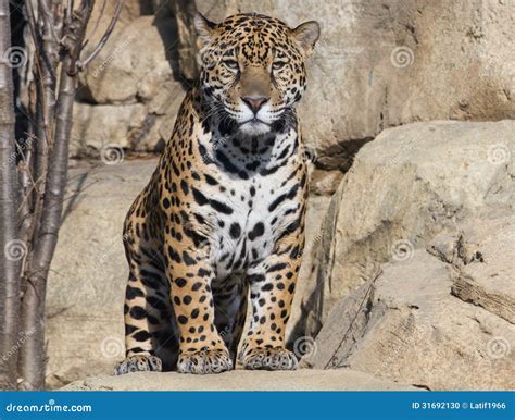 Jaguar Stock Photo Image Of Central Panther America 31692130