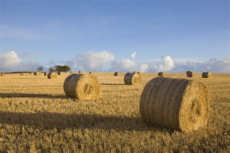 Hay Rolls Stock Image Image Of Countryside Harvest 20133563