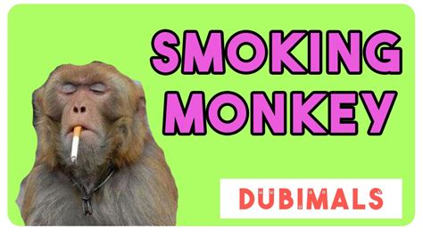 Smoking Monkey Dubimals 2 Youtube