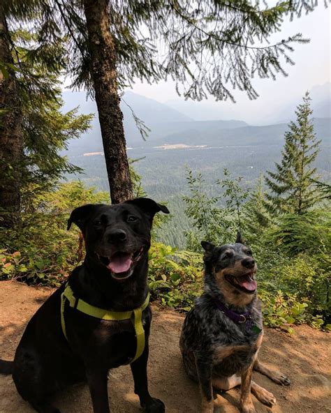 Dog Friendly Hiking Trail Near Me