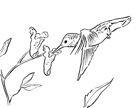 Find more hummingbird coloring page printable pictures from our search. Hummingbird Coloring Page - Art Starts