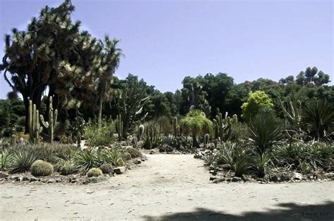 Ceiba speciosa at the stanford arizona cactus garden. stanford cactus garden | Cactus garden, Garden pictures ...