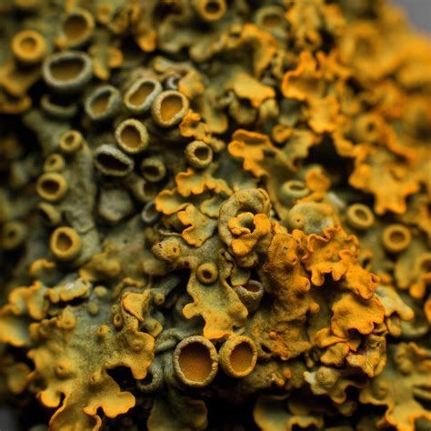 Lichen Close-up - Picture of a Symbiosis | I'm not a special… | Flickr