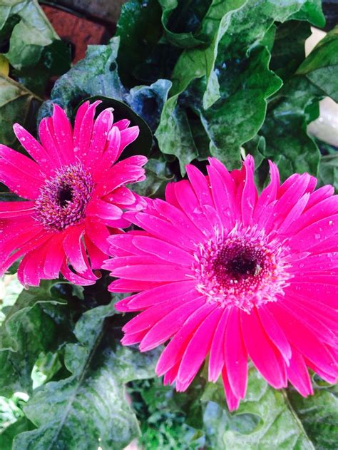 Gerbera Daises Blooming All Year In My Garden Watered Daily