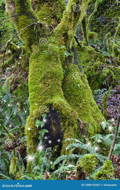 Ancient Mossy Maple Trees In Forest With Fairies Stock Photo Image Of