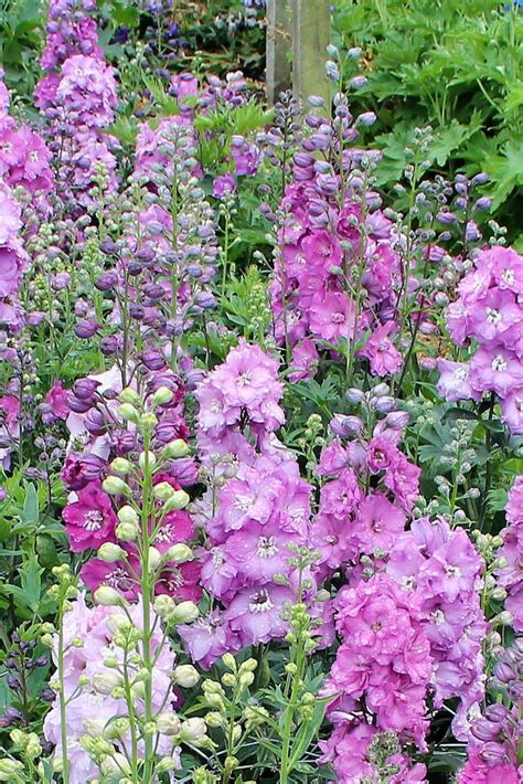 New Millennium Mini Pinks Dwarf New Zealand Hybrid Delphinium Seeds New Zealand Delphiniums