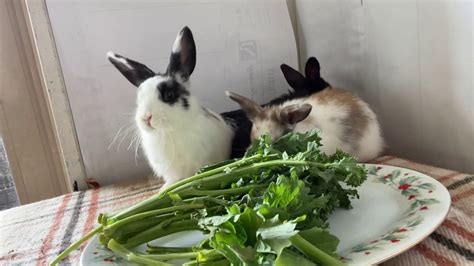 However, they cannot eat it cooked. Rabbits eating broccoli leaves - YouTube