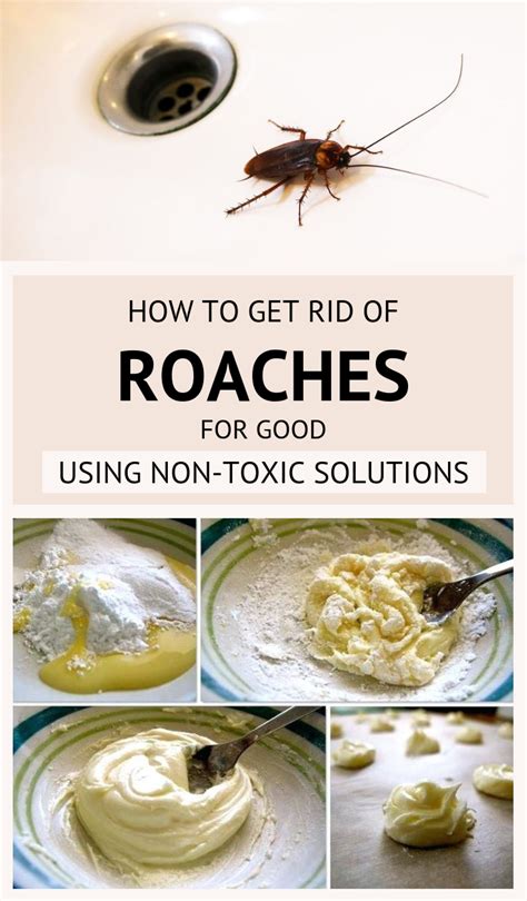 They keep this secret closely guarded and hidden away from you you can get even better results if you mix this with foods for roaches to eat as i mentioned above with the boric acid. How To Get Rid Of Roaches For Good Using Non-Toxic ...