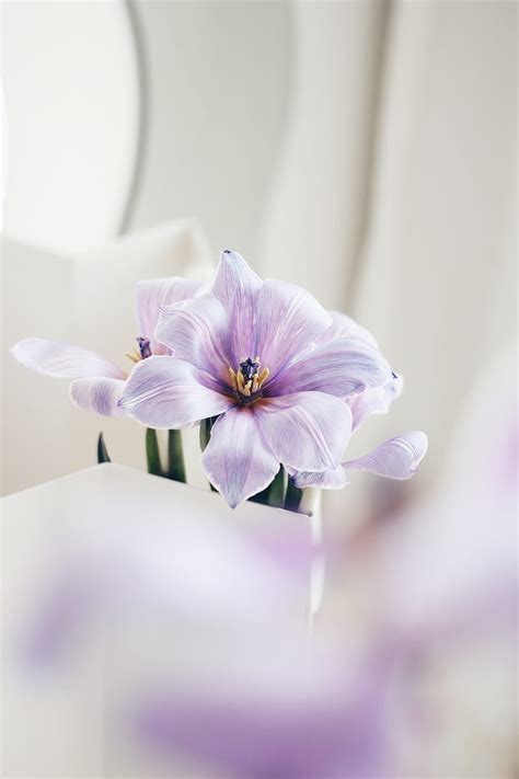 White And Purple Moth Orchid In Bloom Hd Phone Wallpaper Peakpx