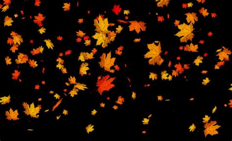 Autumn Leaves Falling Animation Amazing Wallpapers
