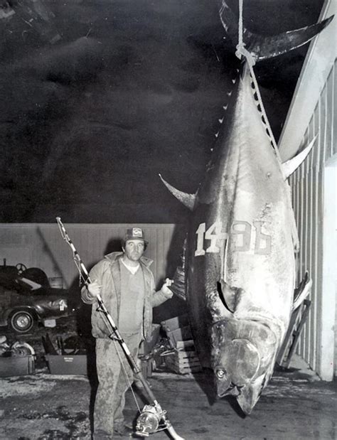 Enormous Tuna Could Shatter World Record Bloodydecks