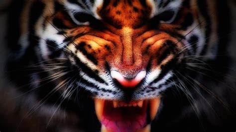 Angry Tiger Wallpaper Hd Wallpapers Gallery Riset