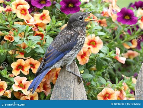 Eastern Bluebird With Flowers Stock Photo Image Of Animal Avian