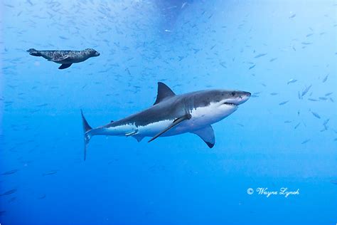 Officials from the marine mammal care center in los angeles alerted los angeles county lifeguards earlier this month that they were taking in more sea lions bitten by sharks near local beaches. Dr. Wayne Lynch Canada's Wildlife Specialist