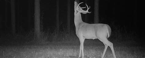 A Guide To Rubs And Scrapes The Social Media Of The Deer World Harvester