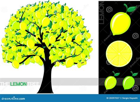 Lemon Tree Stock Vector Illustration Of Summer Tree 20397037