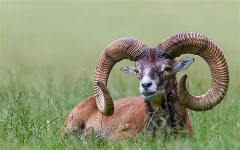 Mouflon Facts Habitat Diet Pictures