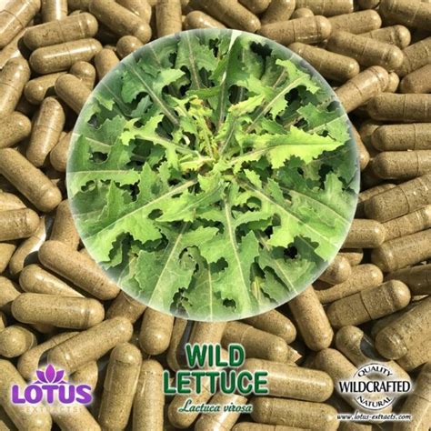 Wild Lettuce Herb Capsules Lactuca Virosa Lotus Extracts